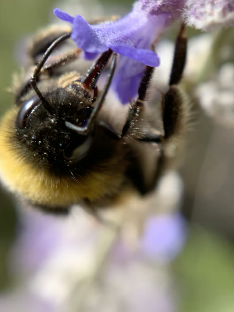 Macro photo of a bumblebee with yellow fur resting on a purple sage flower