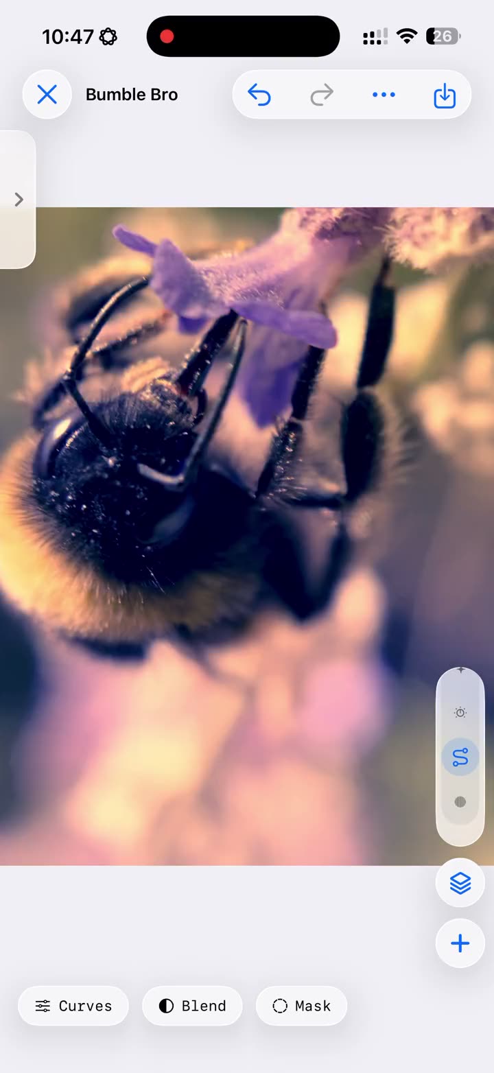The True Color editor with a macro photo of a bumblebee and the layer stack open